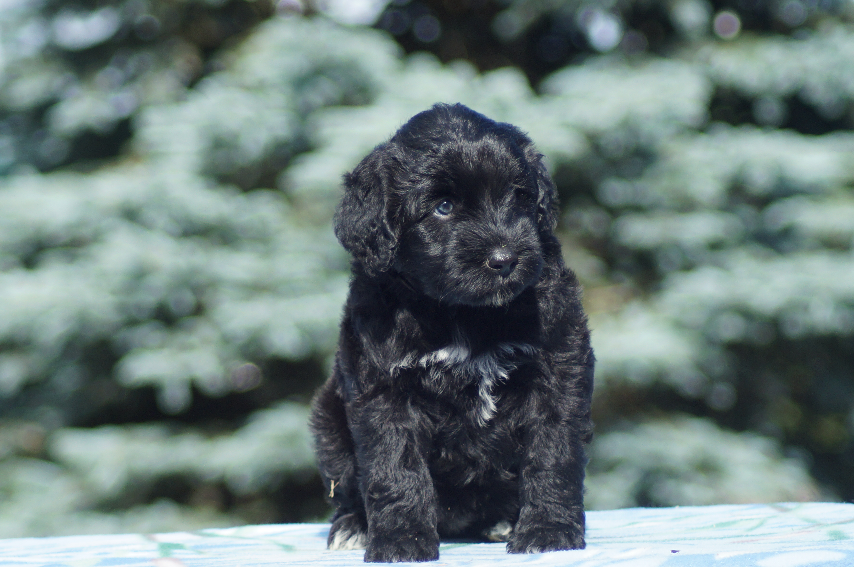Chiots chien d'eau portugais à vendre Laurentides Nossibé Chiots chien d'eau portugais à vendre Laurentides Nossibé