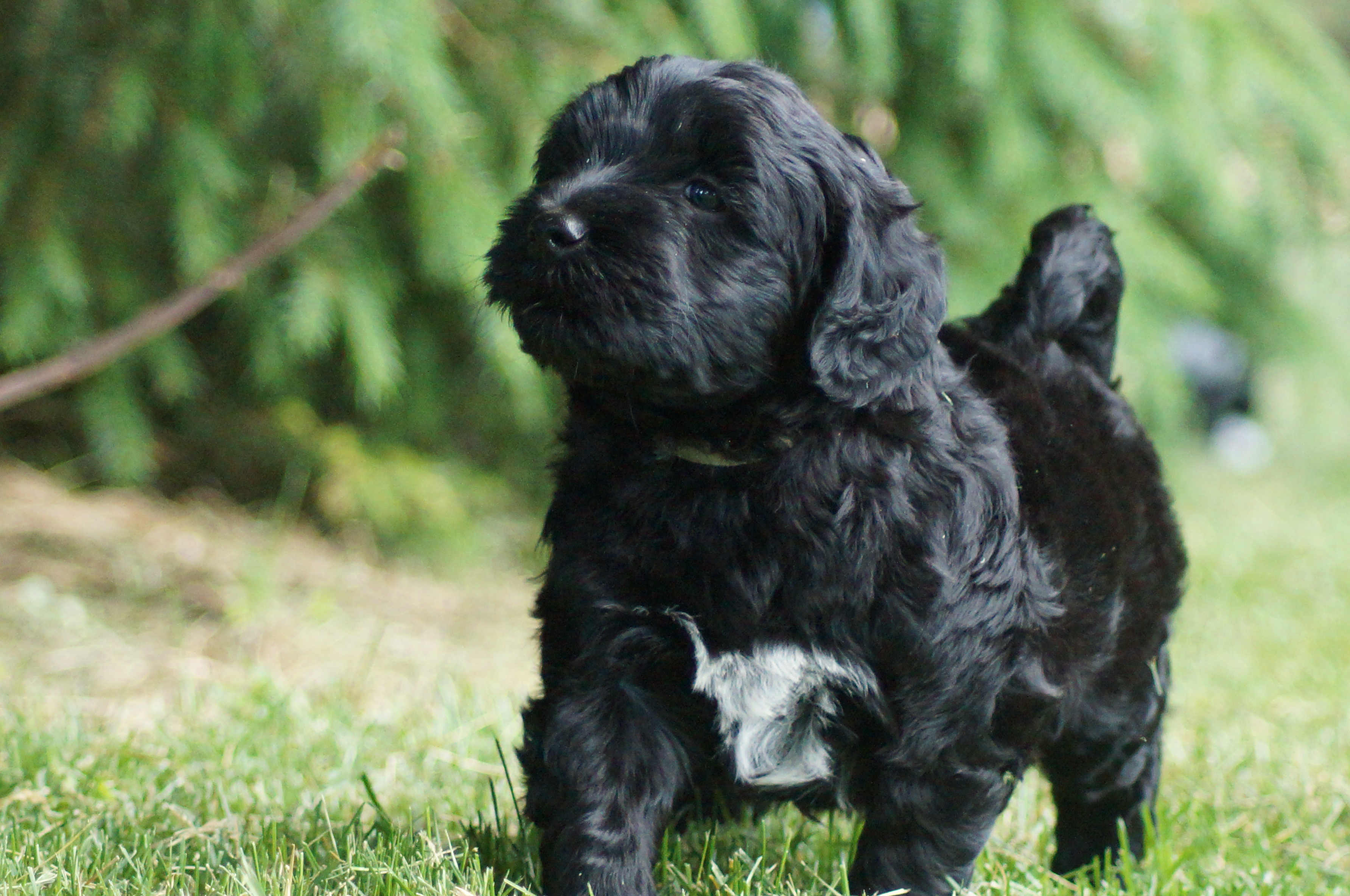 Chiots chien d'eau portugais à vendre Laurentides Nossibé Chiots chien d'eau portugais à vendre Laurentides Nossibé